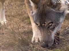 photo de Parc animalier Les Loups de Chabrières